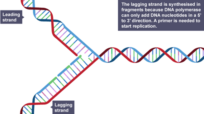 alevel生物学习知识要点：DNA的复制